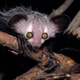 Aye-aye! Image: David Haring